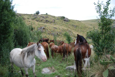 Retozando en la Estancia